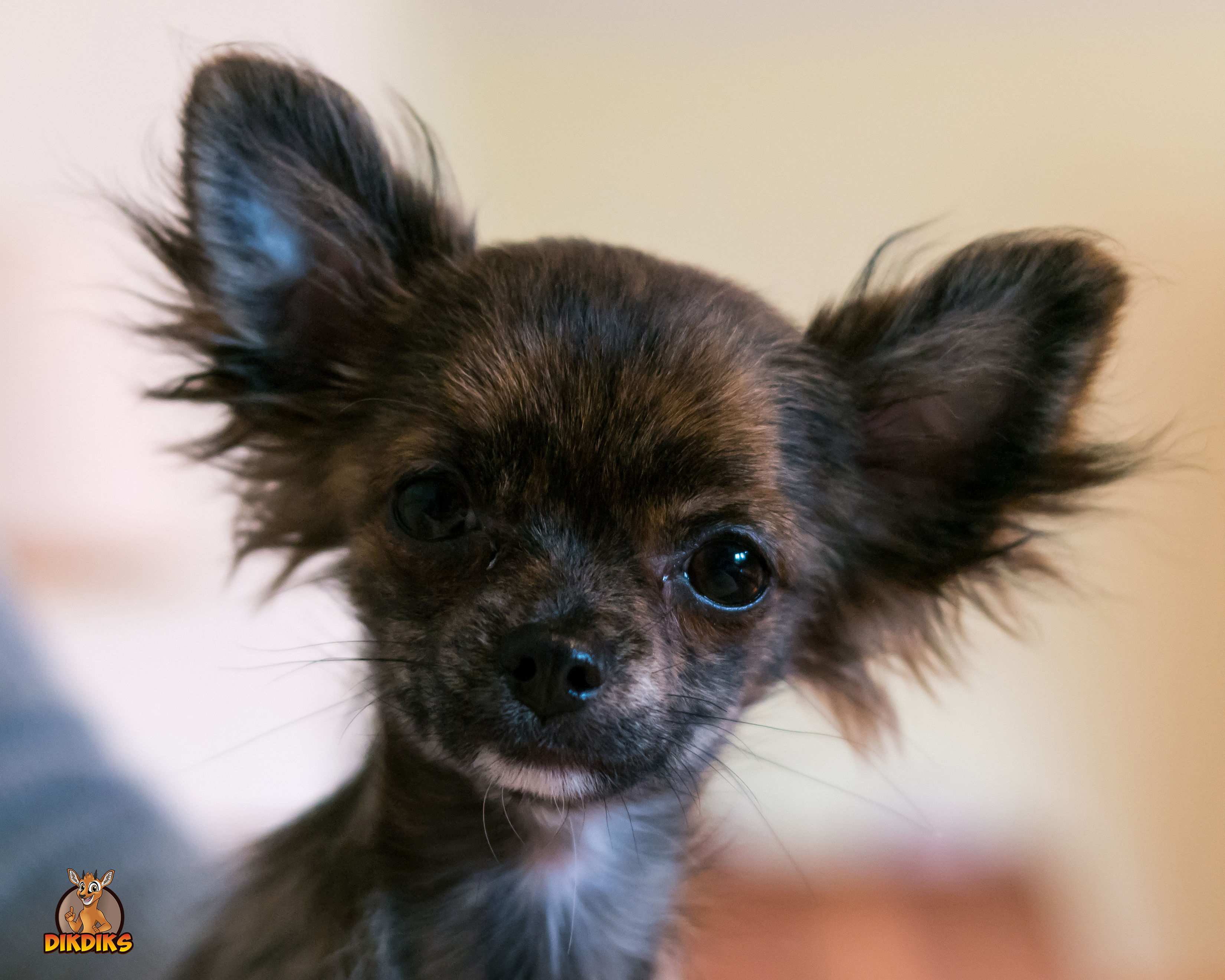 Chihuahua Charakter