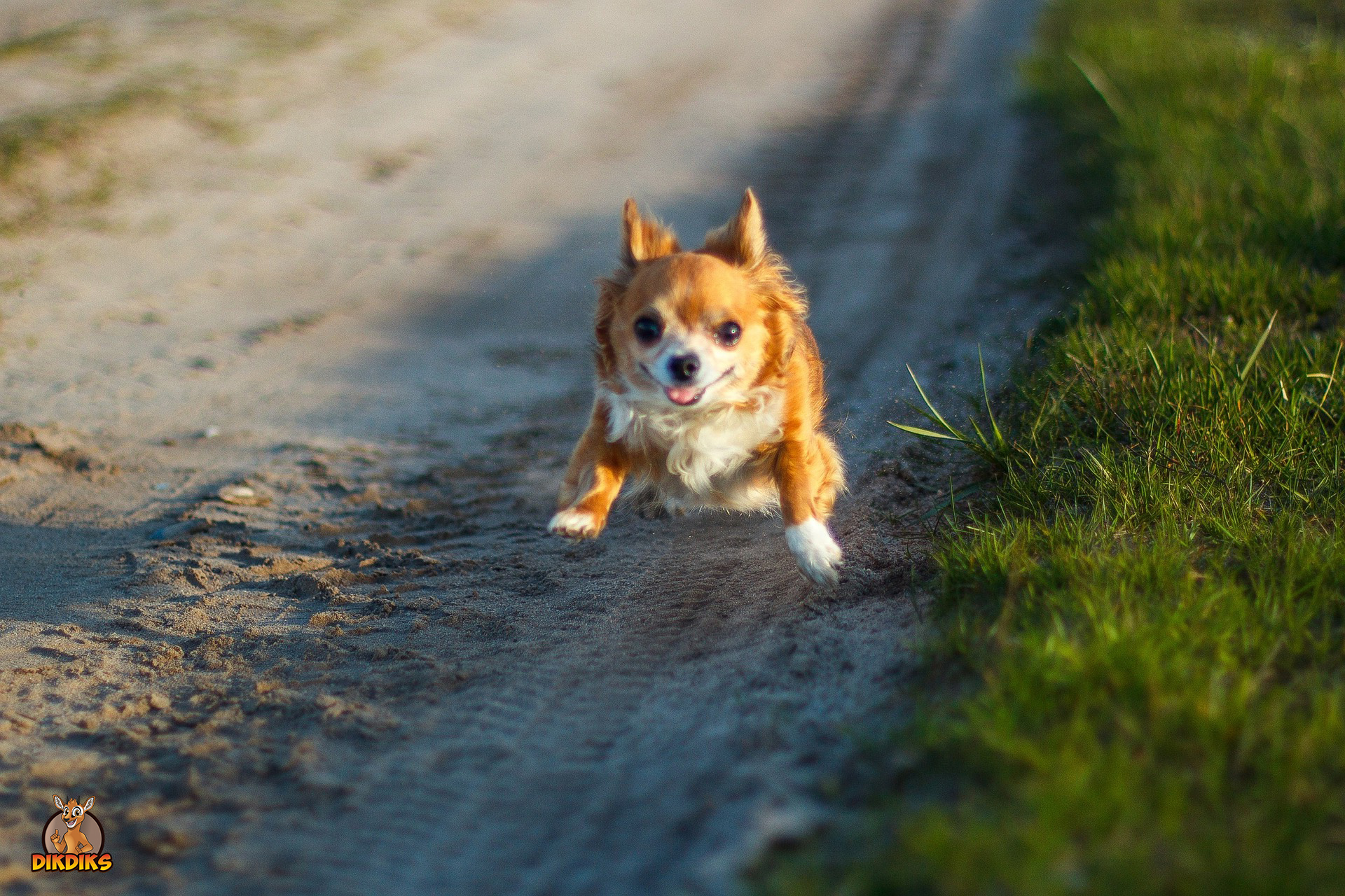 Chihuahua-beim-Sport