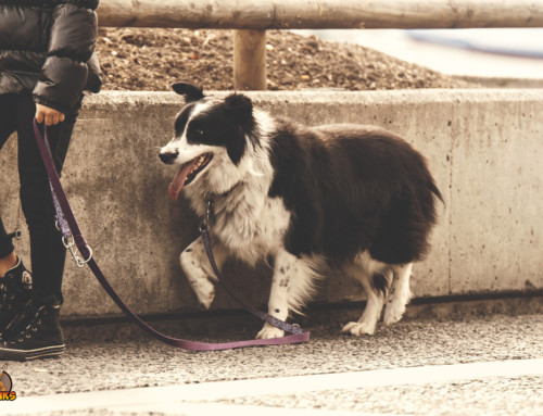 Versicherungen rund um den Hund das solltest Du 2020 wissen » DikDiks