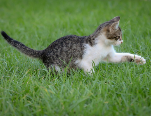 Dein Europäisch Kurzhaar Katzenbaby richtig erziehen – So klappt es